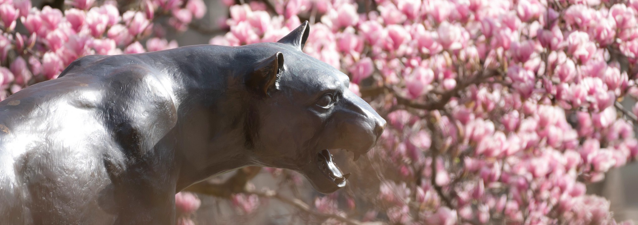 Pitt panther statue surrounded by pink trees