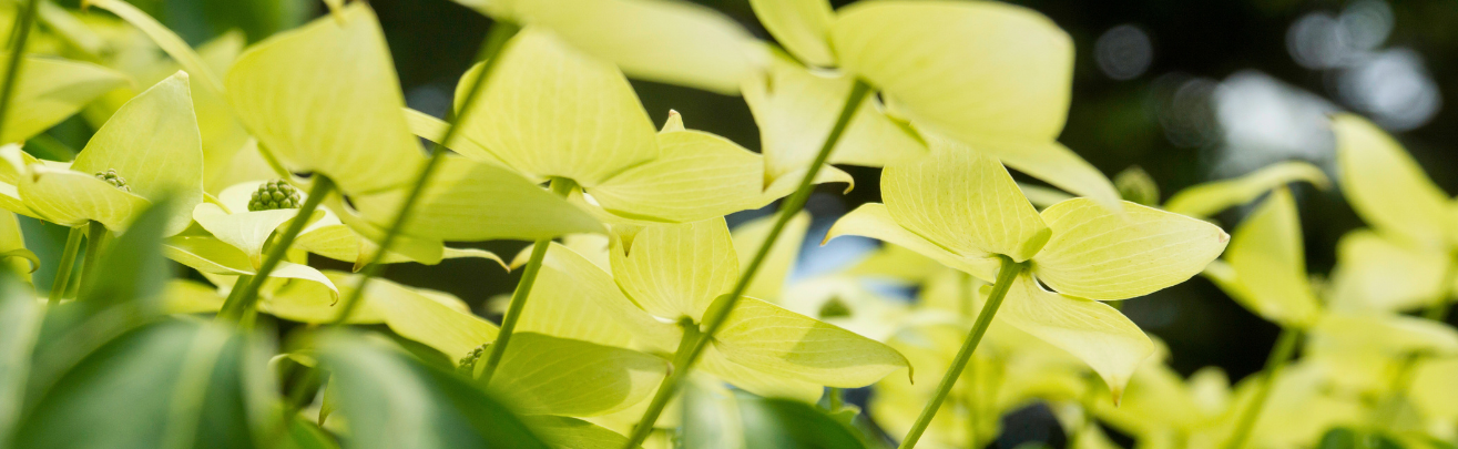 yellow flowers