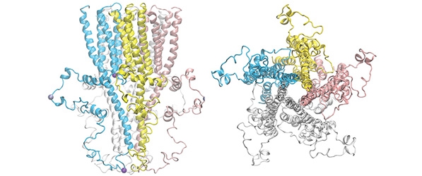 "Two 3D graphics relating to the structural study article"