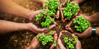 hands holding onto planted plants